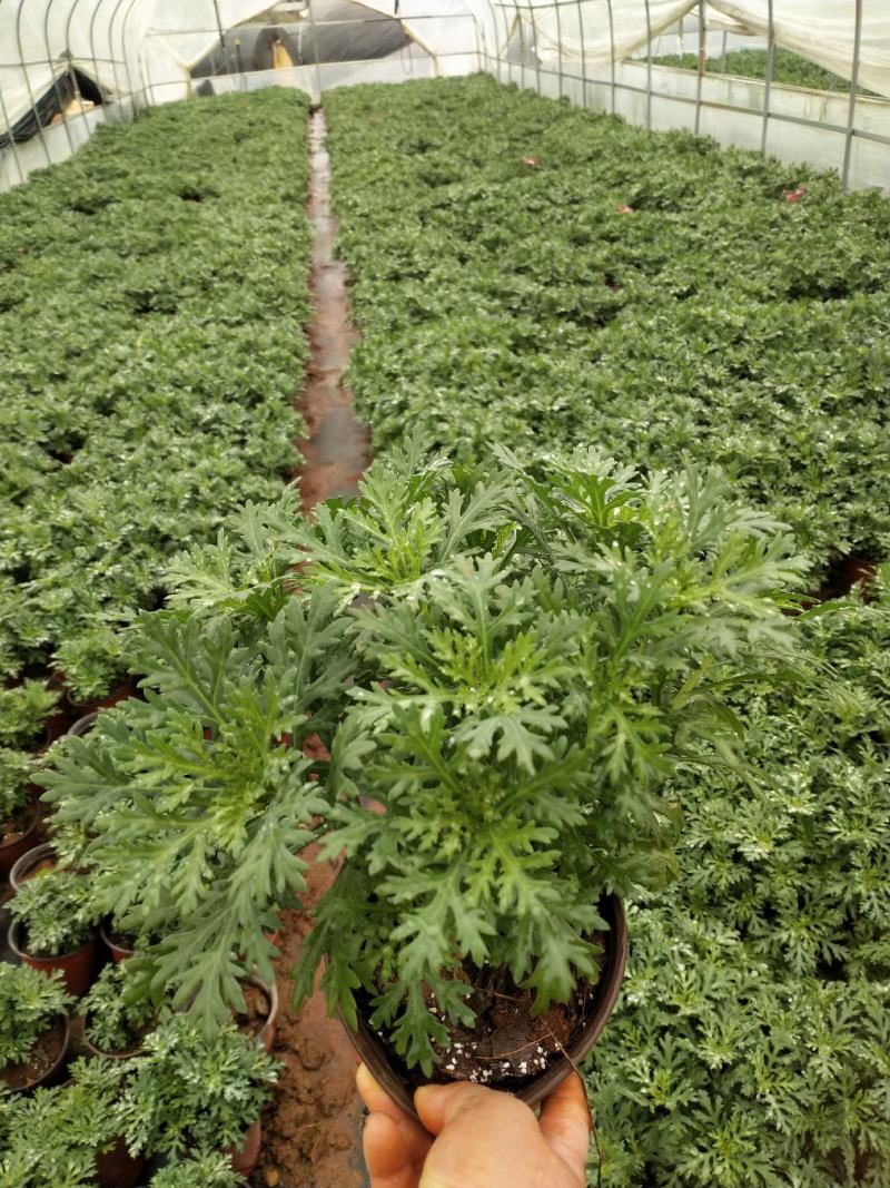 红盆玛格丽特，双色盆玛格丽特，观赏花卉，玛格丽特，