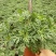 红盆玛格丽特，双色盆玛格丽特，观赏花卉，玛格丽特，