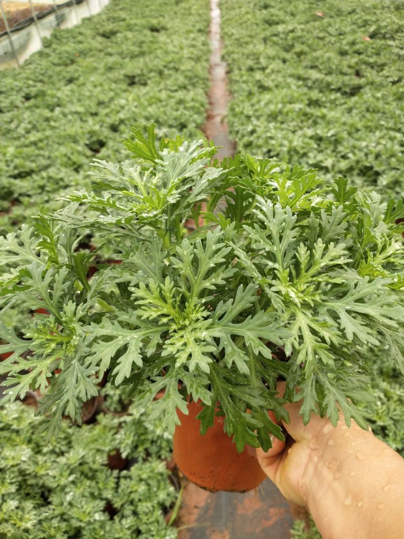 红盆玛格丽特，双色盆玛格丽特，观赏花卉，玛格丽特，