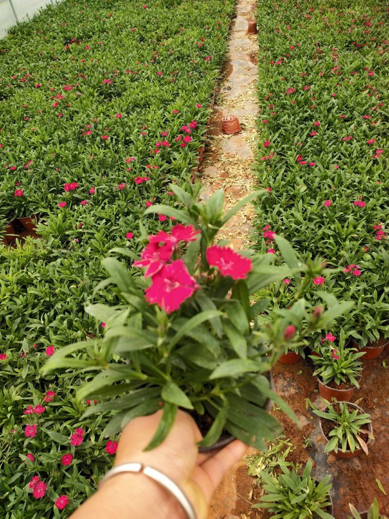 红盆石竹，草花石竹，，130双色杯石竹，专业种植石竹。