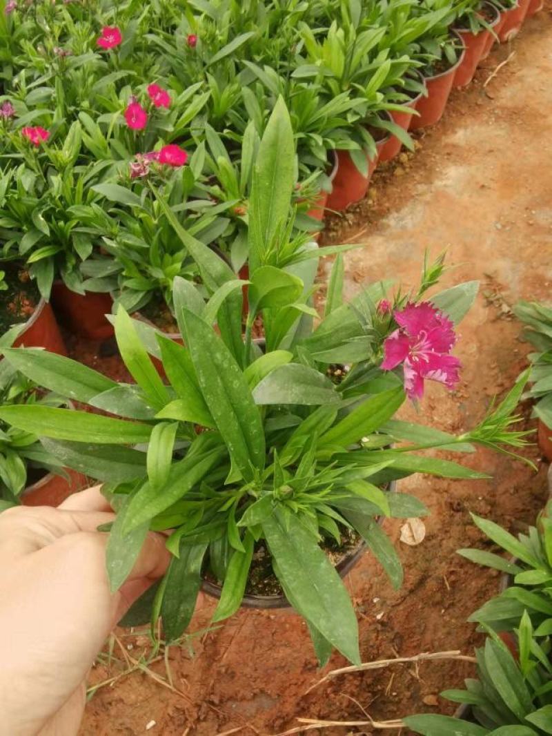 红盆石竹，草花石竹，，130双色杯石竹，专业种植石竹。