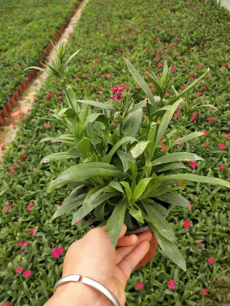 红盆石竹，草花石竹，，130双色杯石竹，专业种植石竹。
