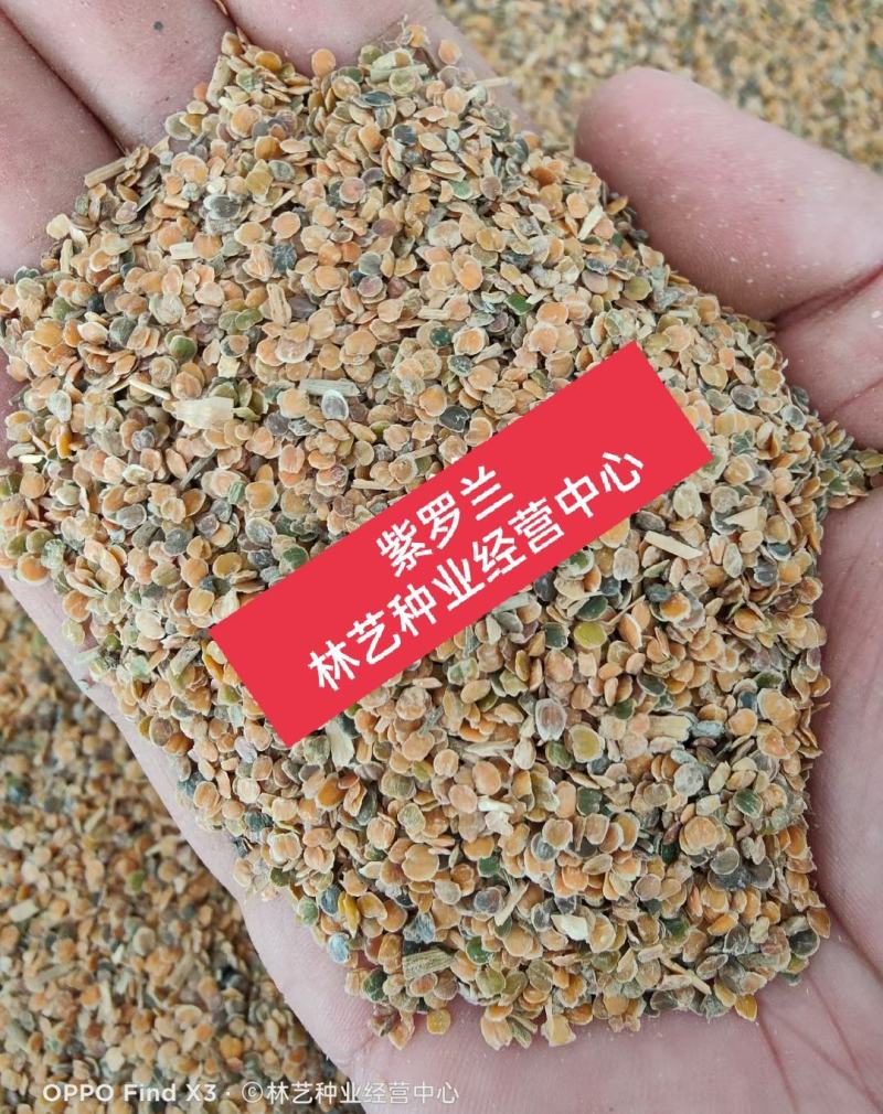 紫罗兰种子花种子园林绿化盆栽四季种易种易活草花卉种子
