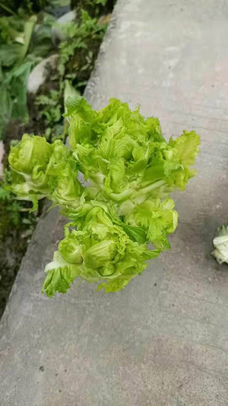 儿菜