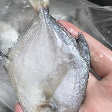 鲳鱼单冻银鲳鱼一斤9条3.2一斤一手货源