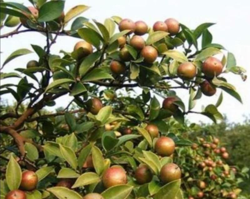 野生油茶仔子/油茶仔