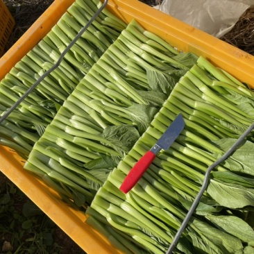 精品菜心甜菜心武汉基地直销价格美丽长年有货供全国各地