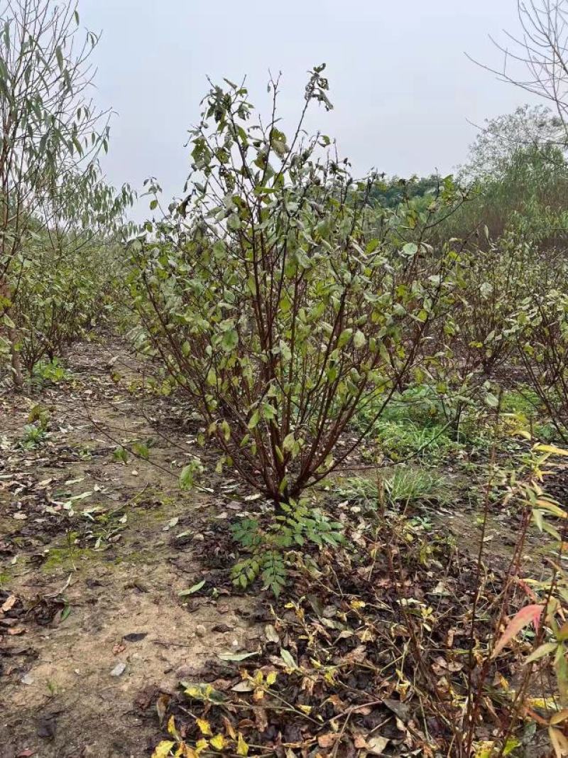 江苏省沭阳县凤里绿化苗木基地榆叶梅大小规格齐全无中间商。