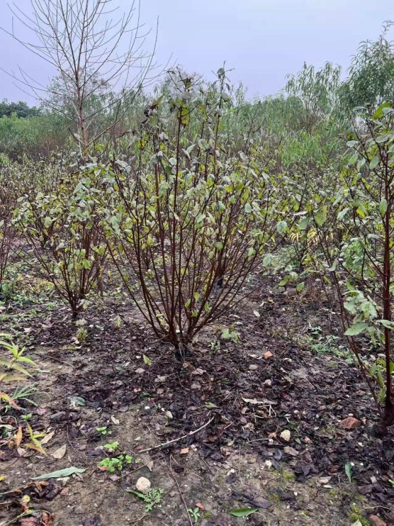 江苏省沭阳县凤里绿化苗木基地榆叶梅大小规格齐全无中间商。