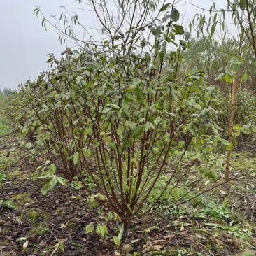 江苏省沭阳县凤里绿化苗木基地榆叶梅大小规格齐全无中间商。