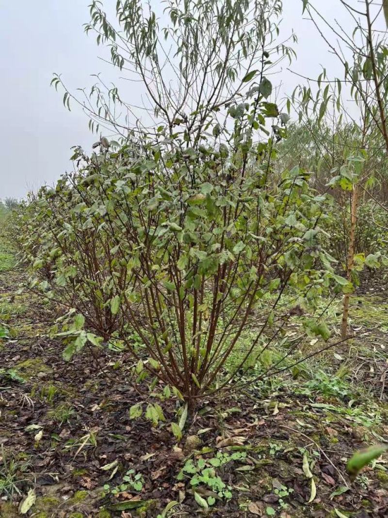 江苏省沭阳县凤里绿化苗木基地榆叶梅大小规格齐全无中间商。