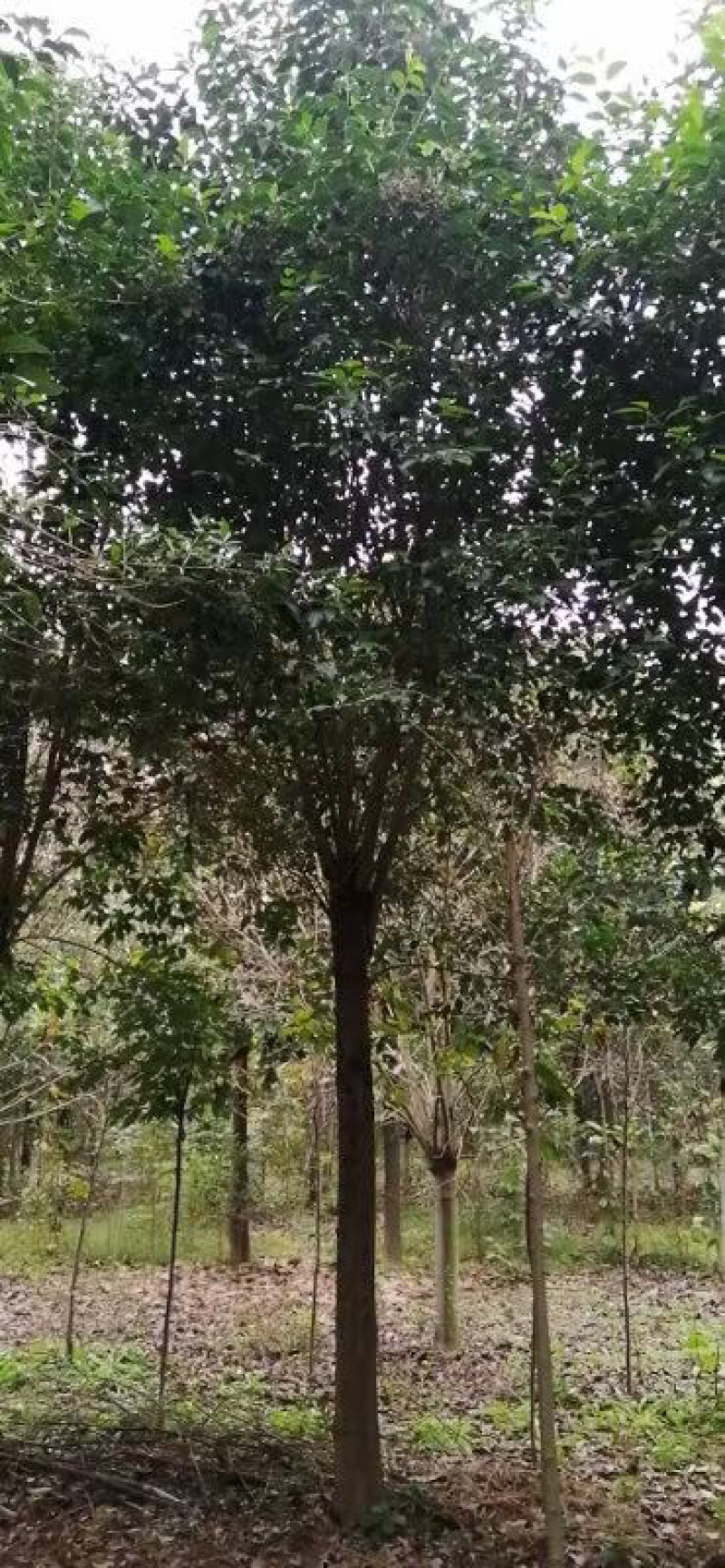胸径22公分精品大叶女贞，女真，带土球，绿化苗木