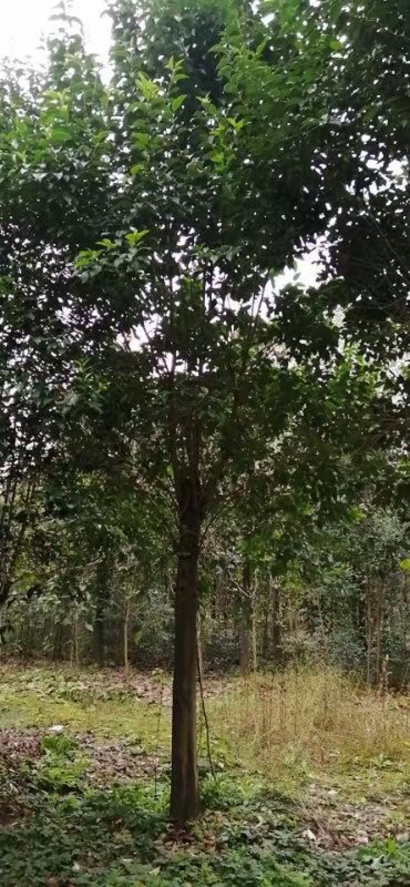 胸径22公分精品大叶女贞，女真，带土球，绿化苗木