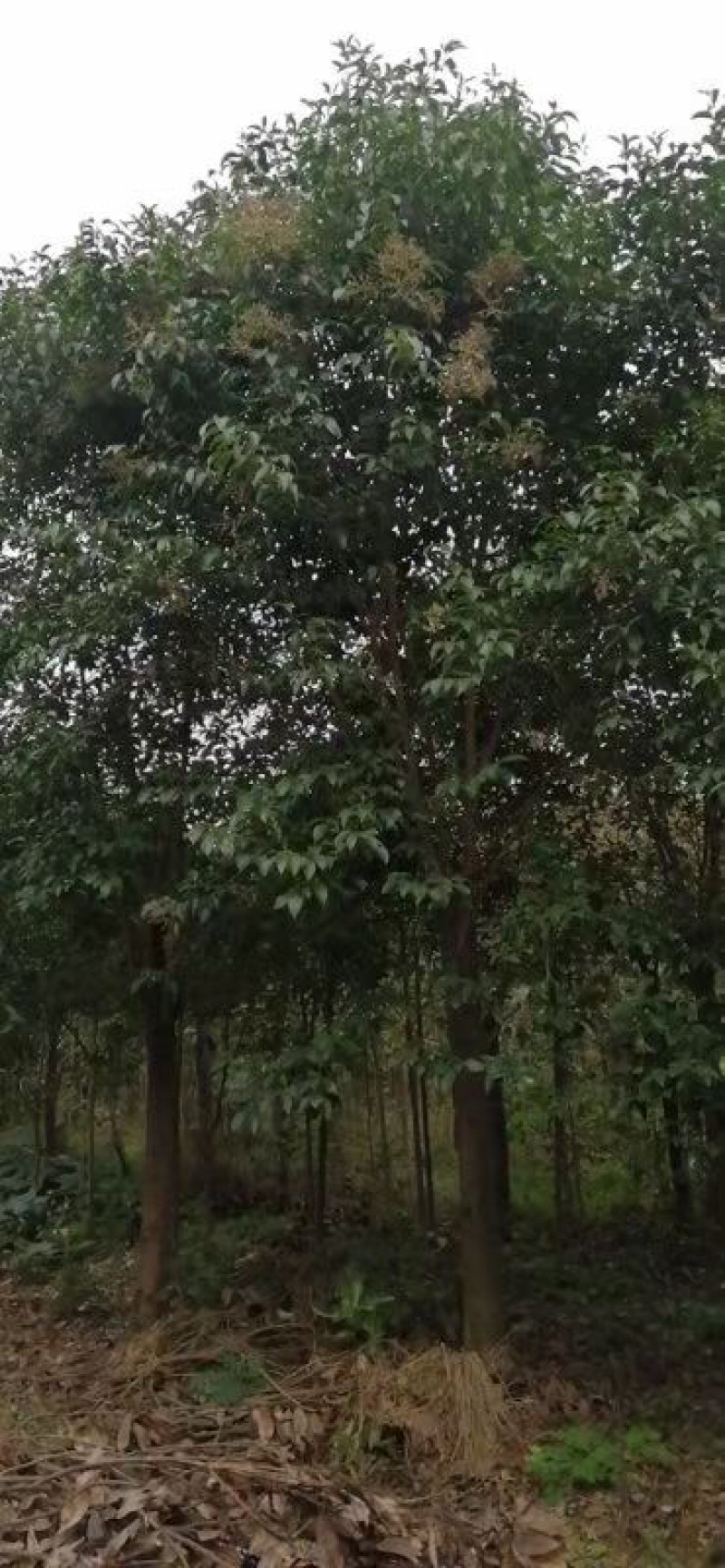 胸径22公分精品大叶女贞，女真，带土球，绿化苗木