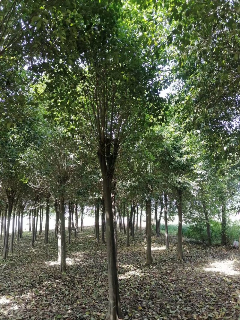 胸径22公分精品大叶女贞，女真，带土球，绿化苗木