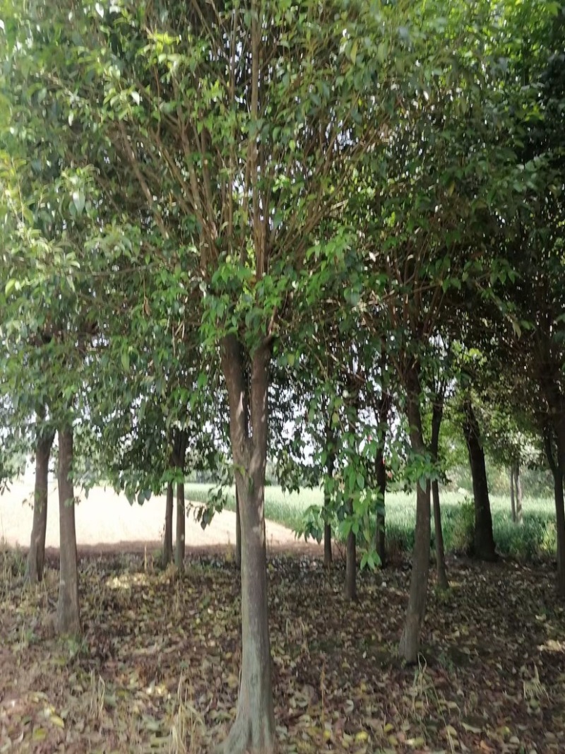 胸径22公分精品大叶女贞，女真，带土球，绿化苗木
