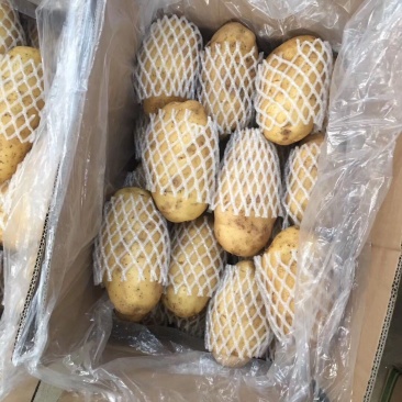 荷兰十五土豆保质保量货源充足价格优惠产地批发