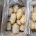 荷兰十五土豆保质保量货源充足价格优惠产地批发
