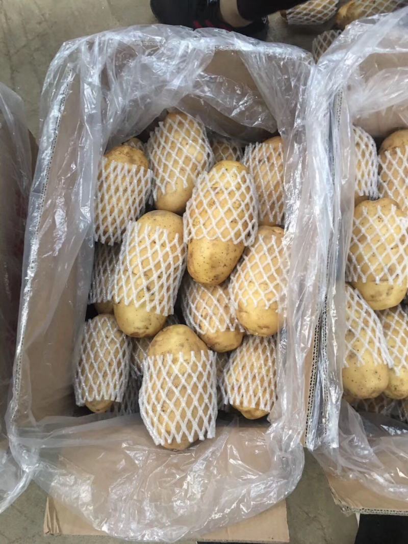 荷兰十五土豆保质保量货源充足价格优惠产地批发