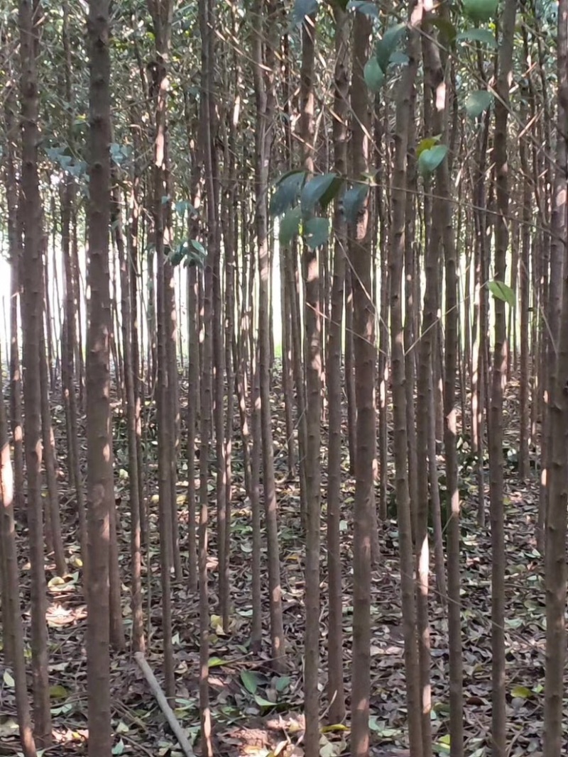 大叶女贞，钢管女贞，34567公分，光杆，带土球，可半冠