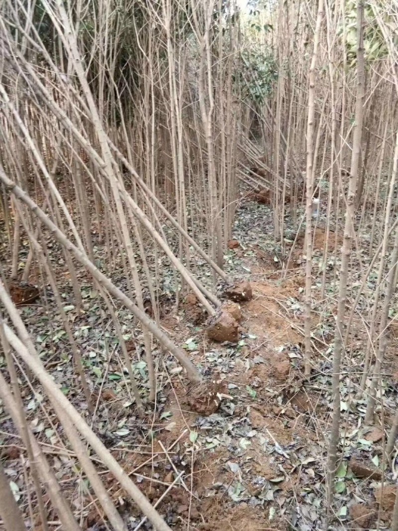 大叶女贞，钢管女贞，34567公分，光杆，带土球，可半冠