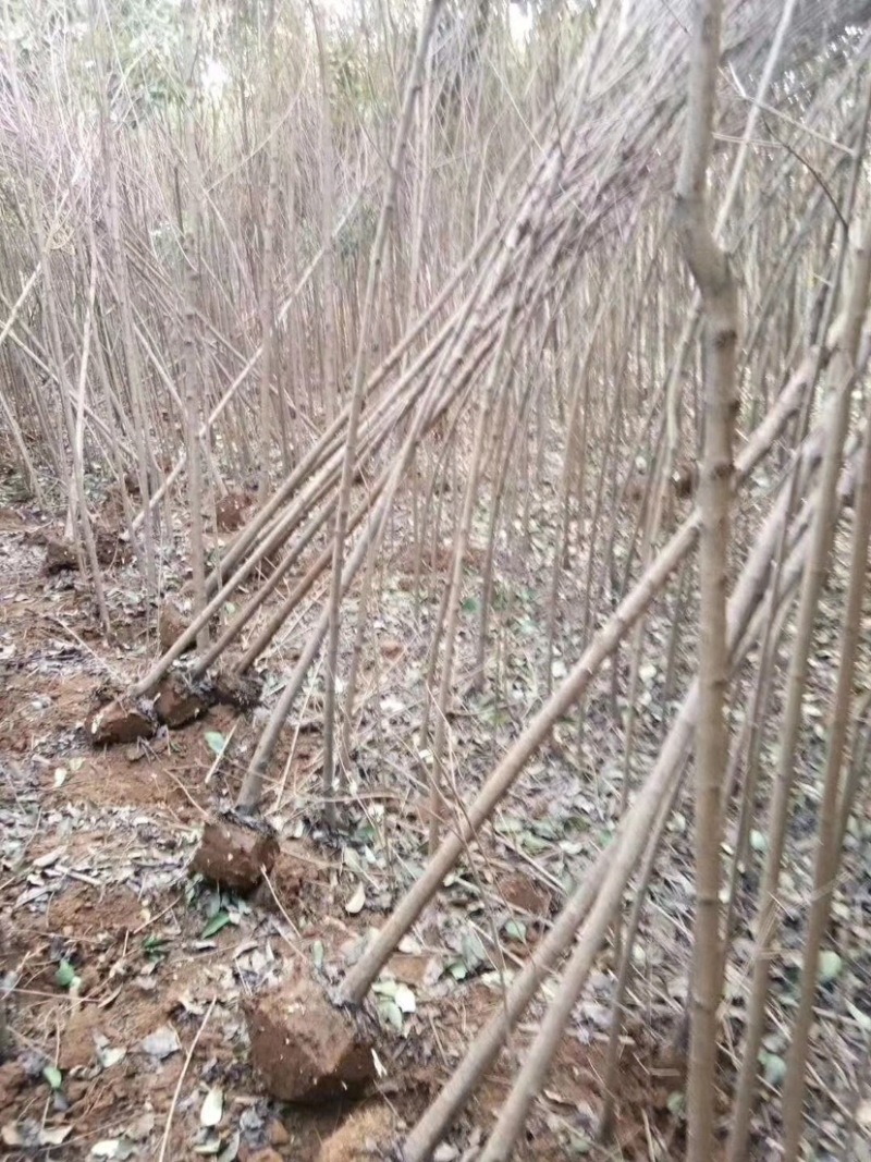 大叶女贞，钢管女贞，34567公分，光杆，带土球，可半冠