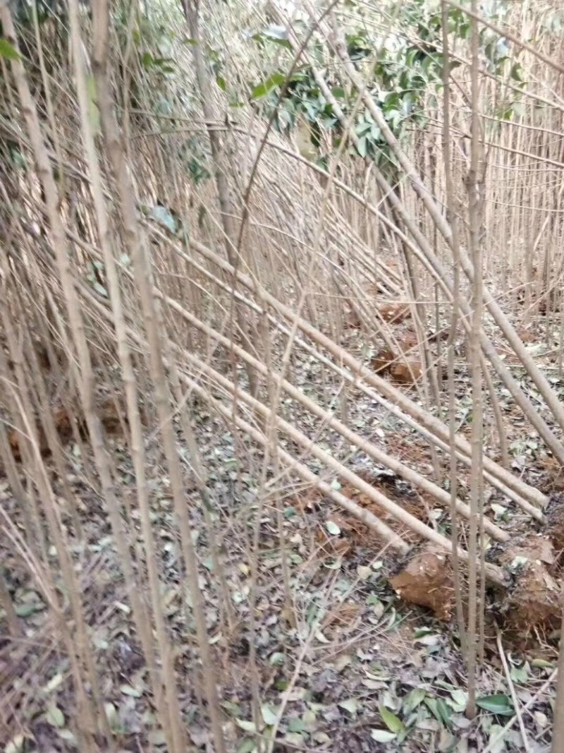 大叶女贞，钢管女贞，34567公分，光杆，带土球，可半冠