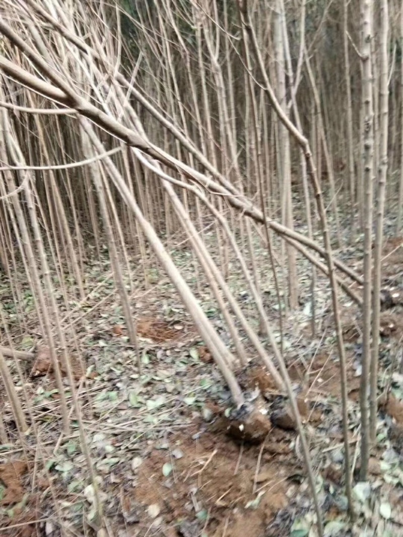 大叶女贞，钢管女贞，34567公分，光杆，带土球，可半冠