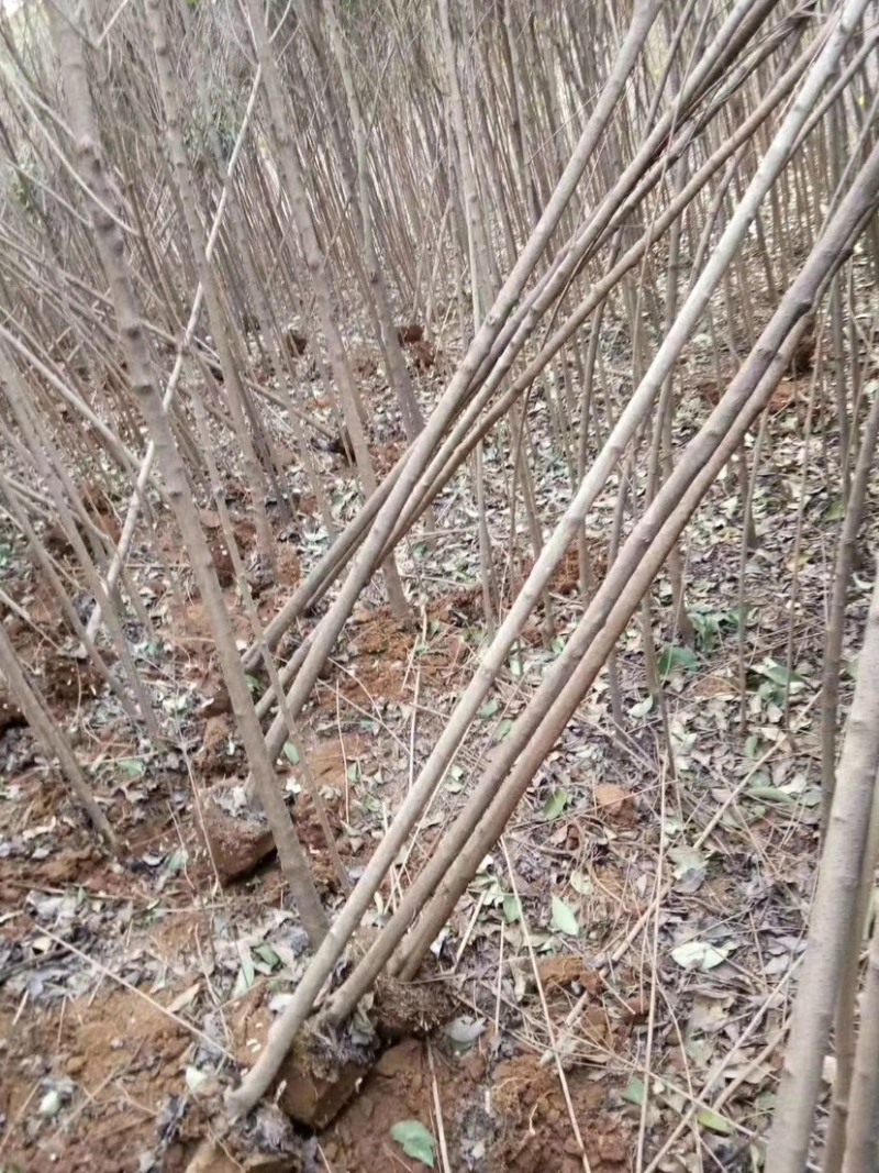 大叶女贞，钢管女贞，34567公分，光杆，带土球，可半冠