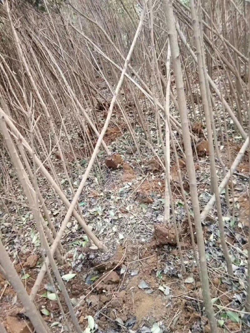 大叶女贞，钢管女贞，34567公分，光杆，带土球，可半冠