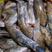 冰鲜笋壳鱼，货源稳定，货量大，规格1～1.5斤，非常新鲜