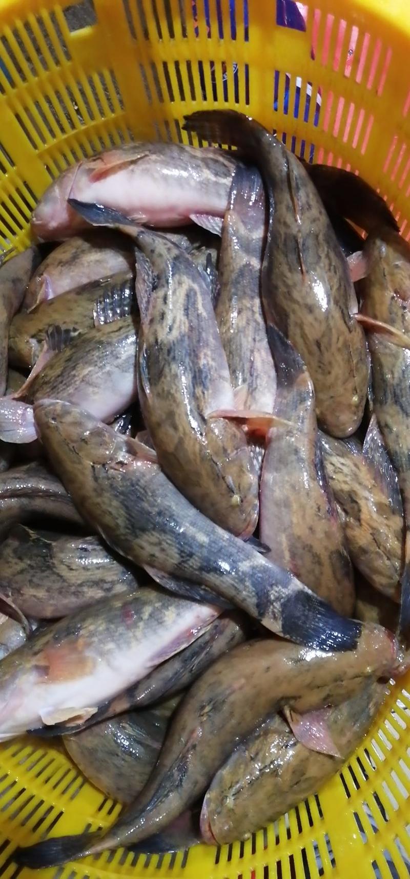 冰鲜笋壳鱼，货源稳定，货量大，规格1～1.5斤，非常新鲜