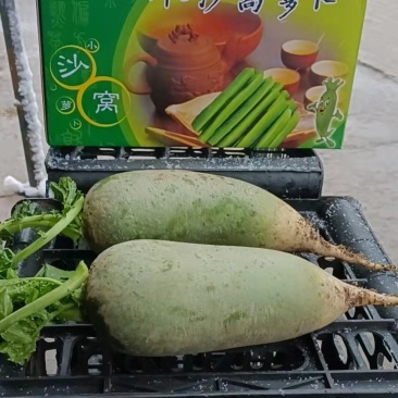 天津沙窝萝卜