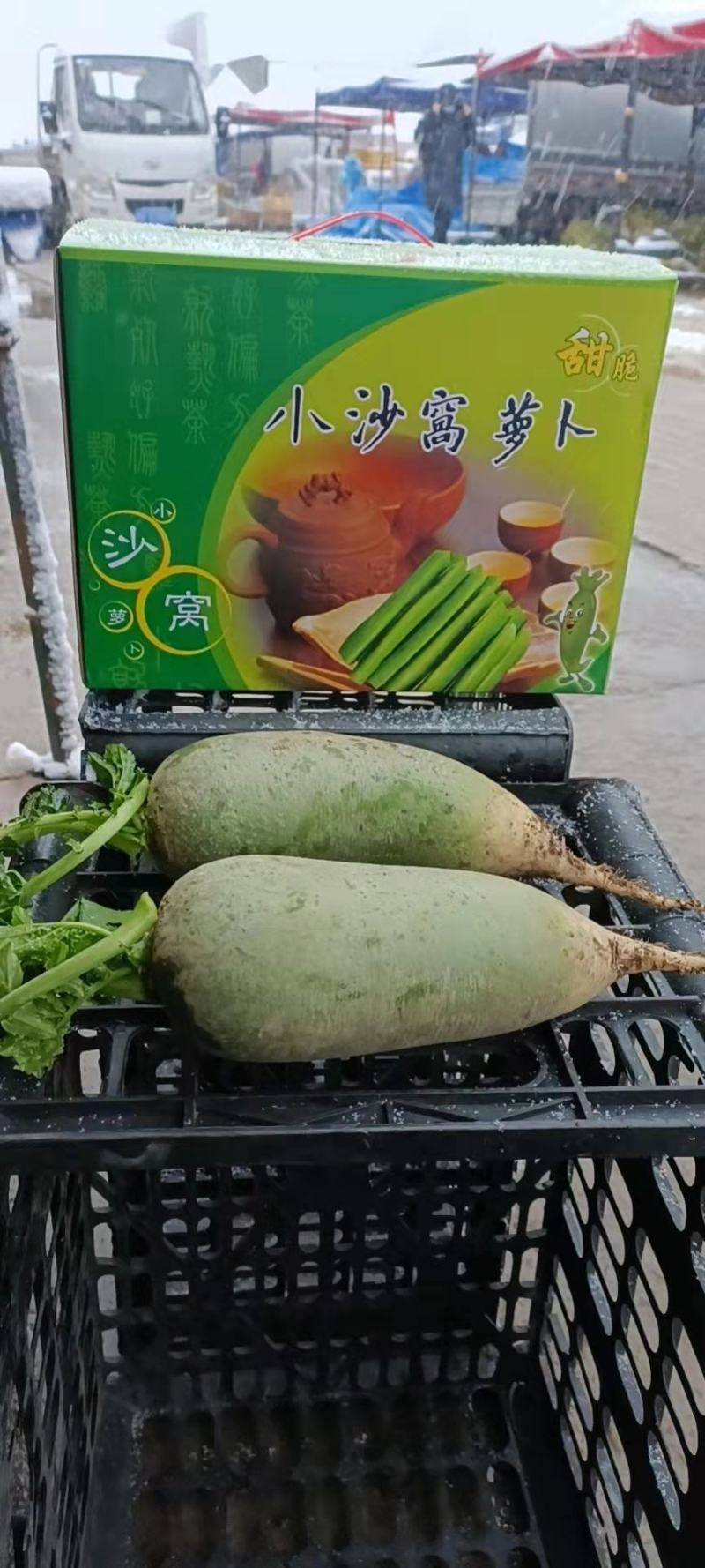 天津沙窝萝卜
