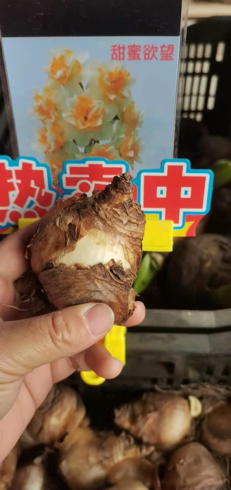 进口水仙花种球洋水仙花种球水仙花种球水培土培重瓣水仙
