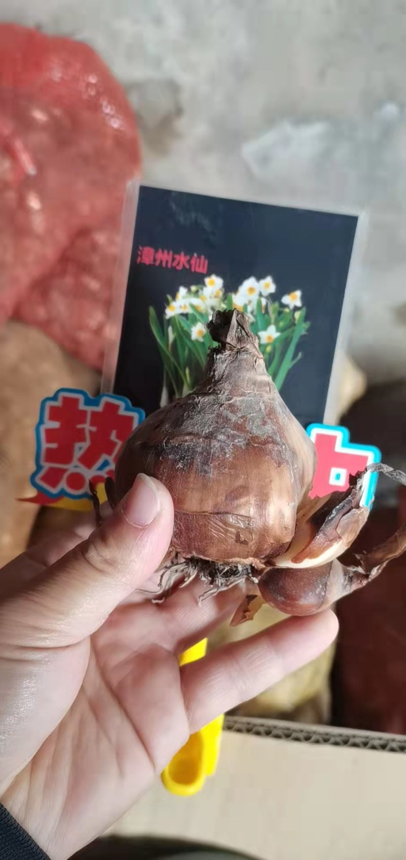 进口水仙花种球洋水仙花种球水仙花种球水培土培重瓣水仙