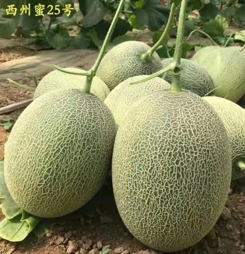 甜瓜苗嫁接甜瓜苗质量好价格低抗病高产