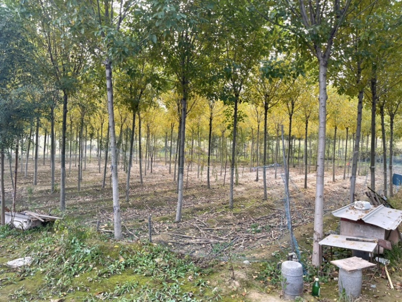 楸树，白蜡树，