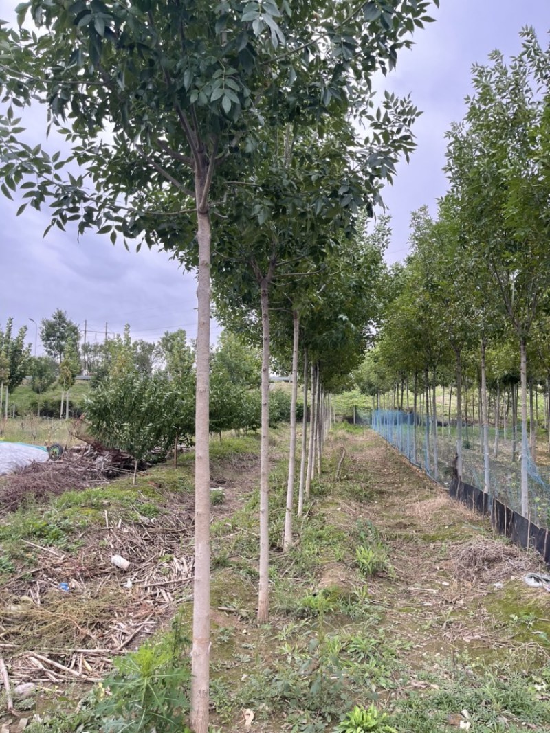 楸树，白蜡树，