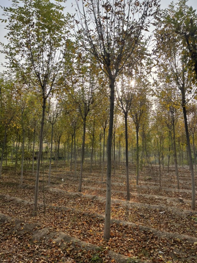 楸树，白蜡树，5，8，10，15规格齐全量大从优