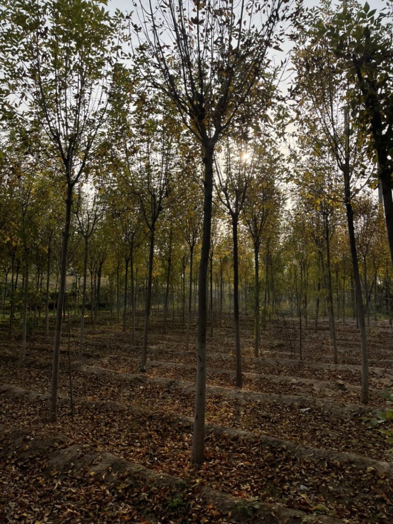 楸树，白蜡树，5，8，10，15规格齐全量大从优
