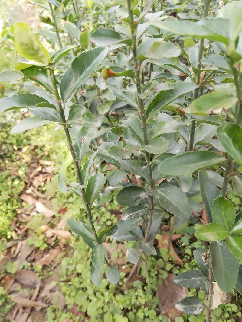 大叶黄杨（冬青）自家苗甫培育一手货源