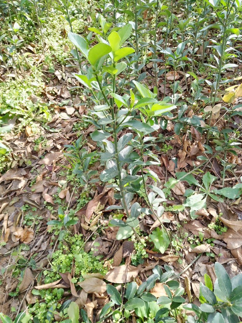 大叶黄杨（冬青）自家苗甫培育一手货源