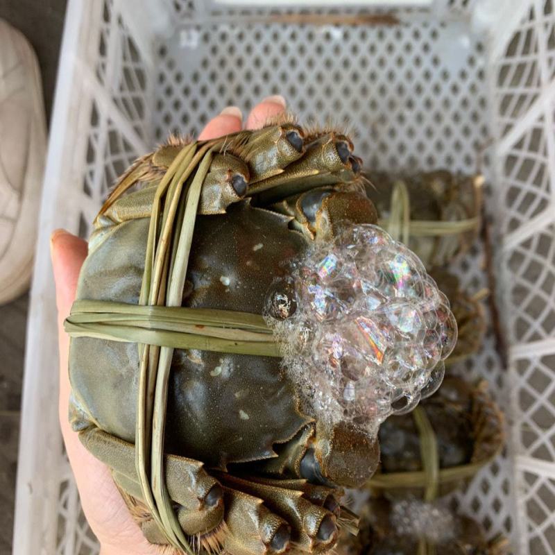 超大母蟹鲜活4.5两大闸蟹顺丰包邮螃蟹活体超大公蟹