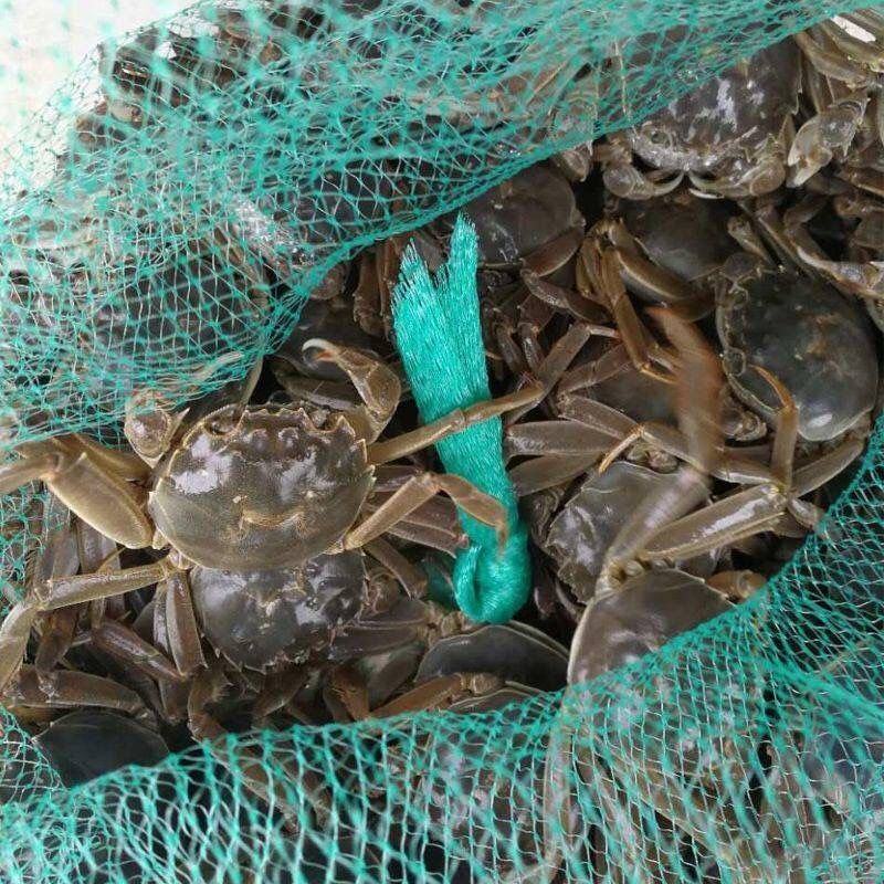 超大母蟹鲜活4.5两大闸蟹顺丰包邮螃蟹活体超大公蟹