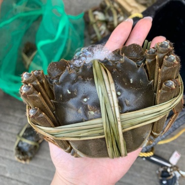 超大母蟹鲜活4.5两大闸蟹顺丰包邮螃蟹活体超大公蟹
