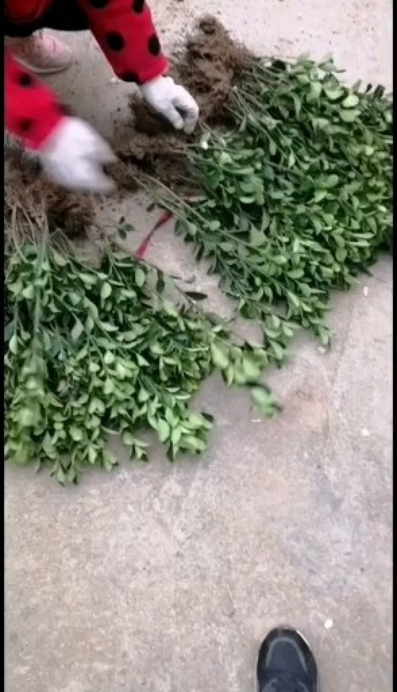 大叶黄杨（冬青）自家苗甫培育一手货源