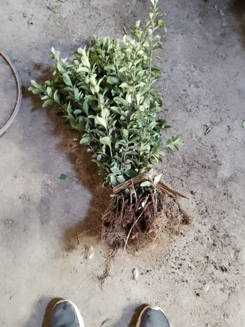 大叶黄杨（冬青）自家苗甫培育一手货源