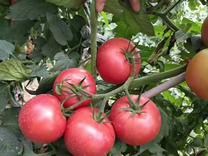 硬粉西红柿种子，越夏秋延越冬大棚栽培，粉红大果，抗病高产