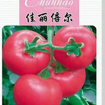 硬粉西红柿种子，越夏秋延越冬大棚栽培，粉红大果，抗病高产